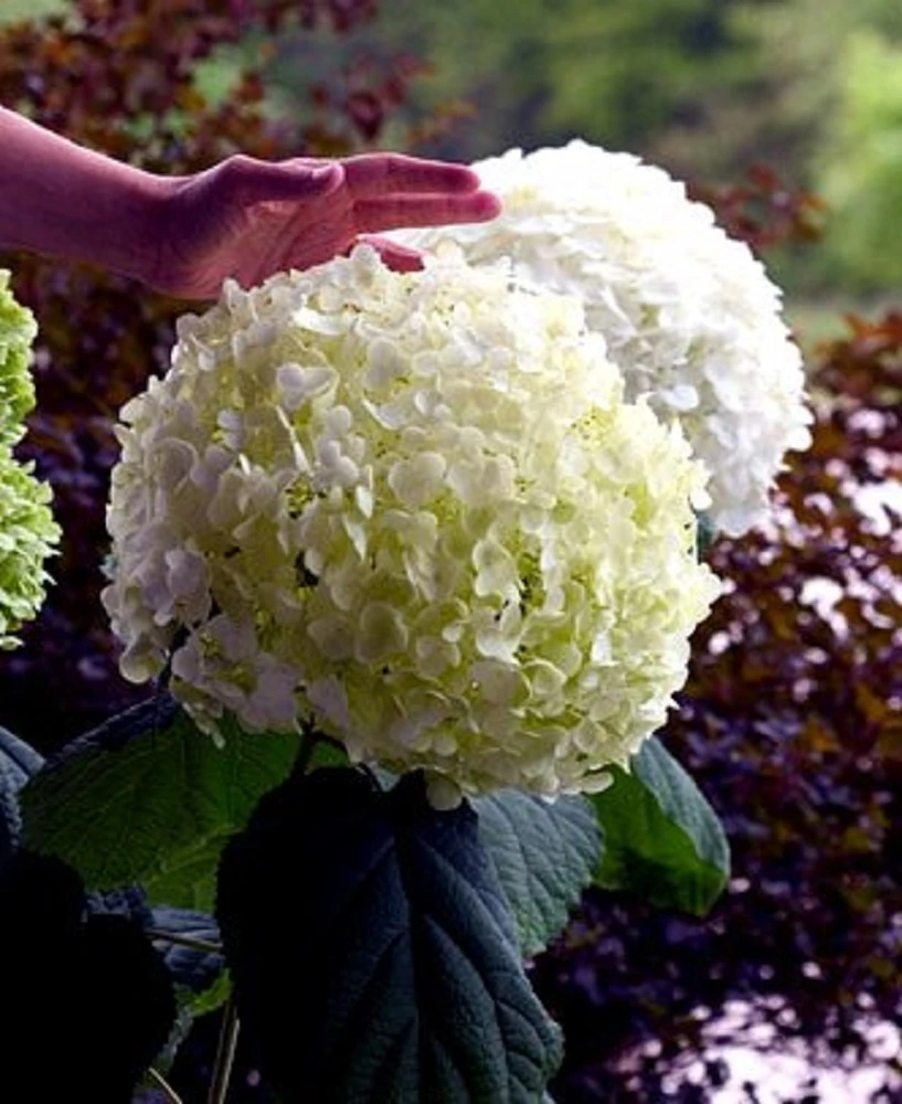 Incrediball® Hydrangea Perennial - Huge Flowers - 4" Pot - Proven Winners 4 Incrediball® Hydrangea Perennial - Huge Flowers - 4" Pot - Proven Winners - Image 4
