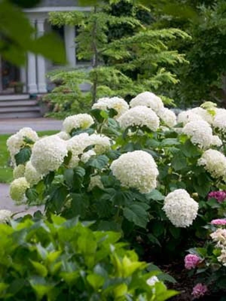 Incrediball® Hydrangea Perennial - Huge Flowers - 4" Pot - Proven Winners 2 Incrediball® Hydrangea Perennial - Huge Flowers - 4" Pot - Proven Winners - Image 2