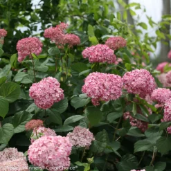 Invincibelle® Spirit II Hydrangea - 4" Pot - Proven Winners 5 Invincibelle® Spirit II Hydrangea - 4" Pot - Proven Winners -Outlet Buds Grow Store invincibelle spirit ii hydrangea 1 68243.1695757381