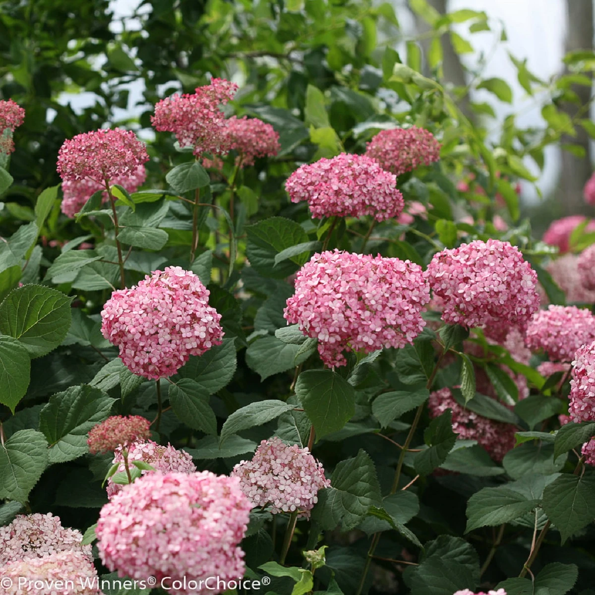 Invincibelle® Spirit II Hydrangea - 4" Pot - Proven Winners 3 Invincibelle® Spirit II Hydrangea - 4" Pot - Proven Winners - Image 3