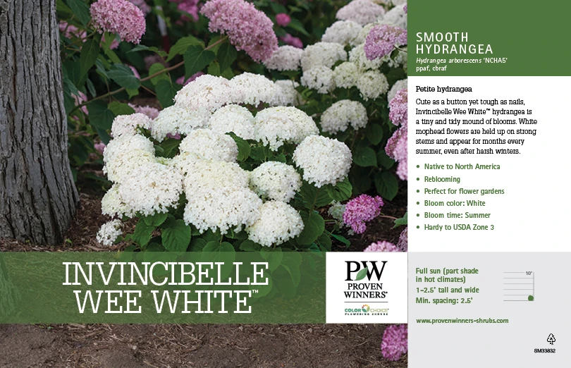 Invincibelle Wee White® Hydrangea - 4" Pot - Proven Winners 2 Invincibelle Wee White® Hydrangea - 4" Pot - Proven Winners - Image 2