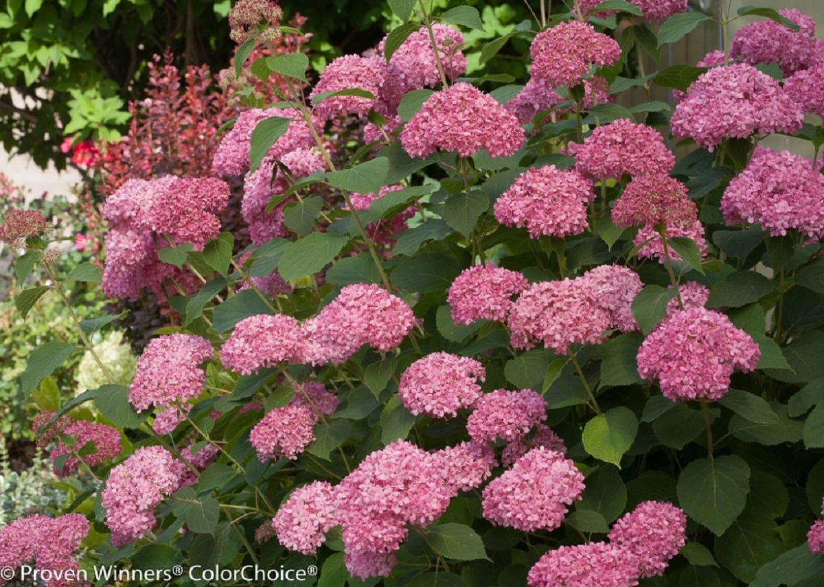 Invincibelle® Spirit II Hydrangea - 4" Pot - Proven Winners 1 Invincibelle® Spirit II Hydrangea - 4" Pot - Proven Winners