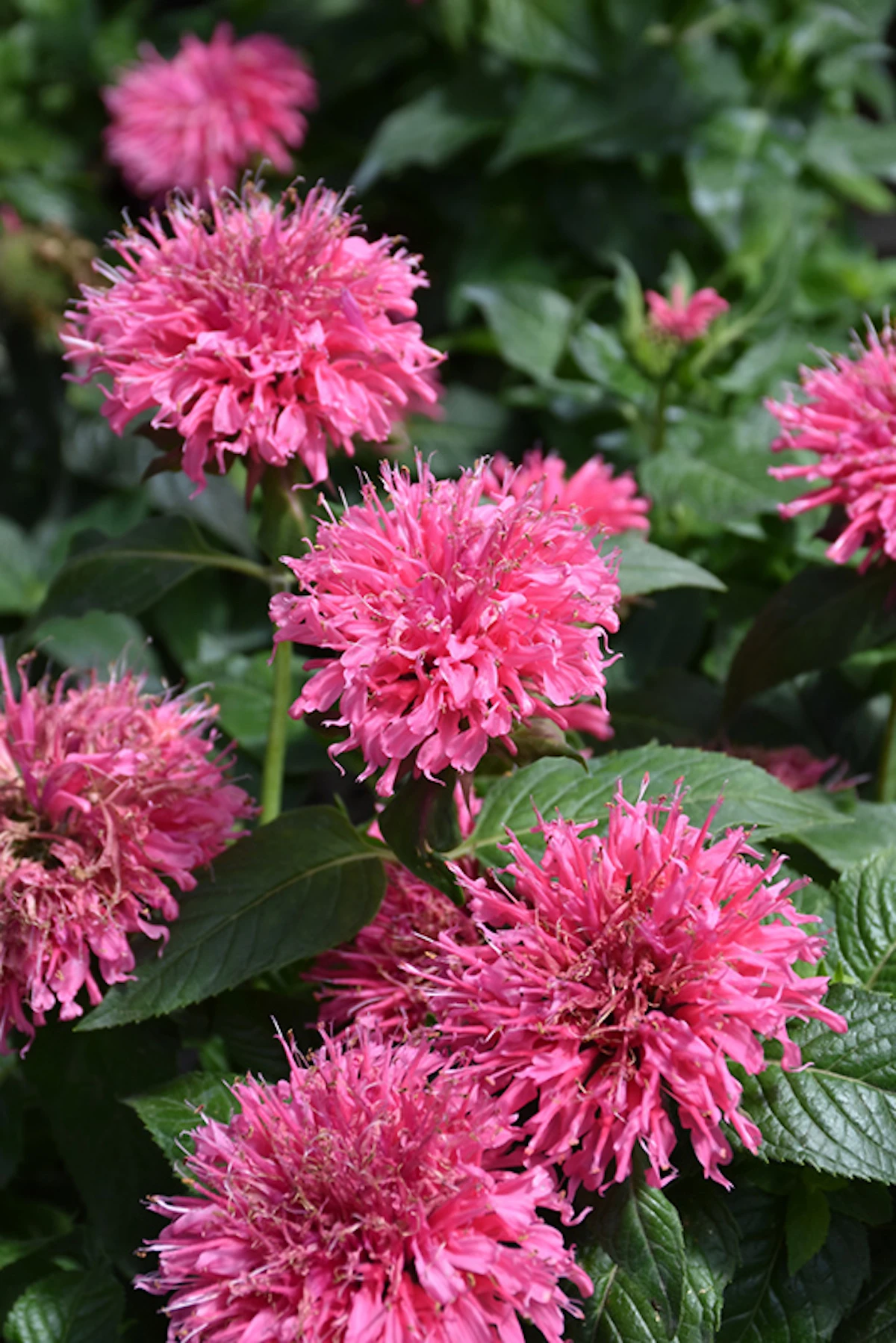Sugar Buzz® Bubble Gum Blast Bee Balm - Monarda - Pink - Gallon Pot 1 Sugar Buzz® Bubble Gum Blast Bee Balm - Monarda - Pink - Gallon Pot