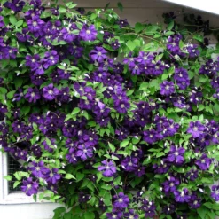 Jackmani Clematis Vine - Velvety-Purple - 2.5" Pot -Outlet Buds Grow Store jackamamnii 1 37616.1615344793