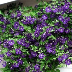 Jackmani Clematis Vine - Velvety-Purple - 2.5" Pot