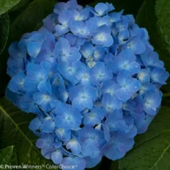 Let's Dance® Blue Jangles™ Reblooming Hydrangea - 4" Pot - Proven Winners 6 Let's Dance® Blue Jangles™ Reblooming Hydrangea - 4" Pot - Proven Winners -Outlet Buds Grow Store jangles3 30141.1615344603