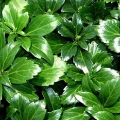 Japanese Spurge 48 Plants - Pachysandra - Hardy Groundcover - 1 3/4" Pots