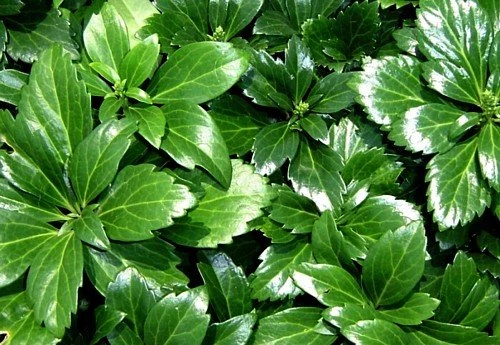 Japanese Spurge 48 Plants - Pachysandra - Hardy Groundcover - 1 3/4" Pots 1 Japanese Spurge 48 Plants - Pachysandra - Hardy Groundcover - 1 3/4" Pots