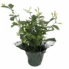 Hirt's Arabian Tea Jasmine Plant - Maid Of Orleans - 4" Decorative Pot Cover