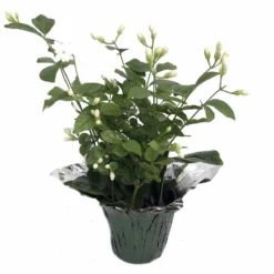 Hirt's Arabian Tea Jasmine Plant - Maid Of Orleans - 4" Decorative Pot Cover