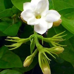 Hirt's Arabian Tea Jasmine Plant - Maid Of Orleans - 4" Decorative Pot Cover -Outlet Buds Grow Store jasminesambac1 81057.1690729568