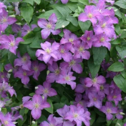 Jolly Good™ Clematis - 4" Pot - Proven Winners
