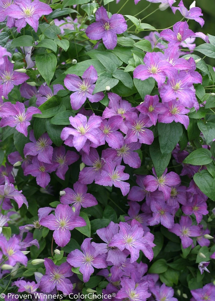 Jolly Good™ Clematis - 4" Pot - Proven Winners 1 Jolly Good™ Clematis - 4" Pot - Proven Winners