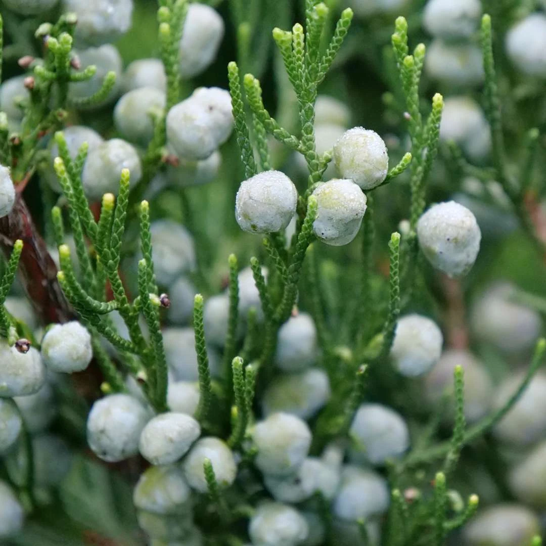 GIN FIZZ® Juniper - Juniperus Chinensis - Proven Winners - 4" Pot 1 GIN FIZZ® Juniper - Juniperus Chinensis - Proven Winners - 4" Pot