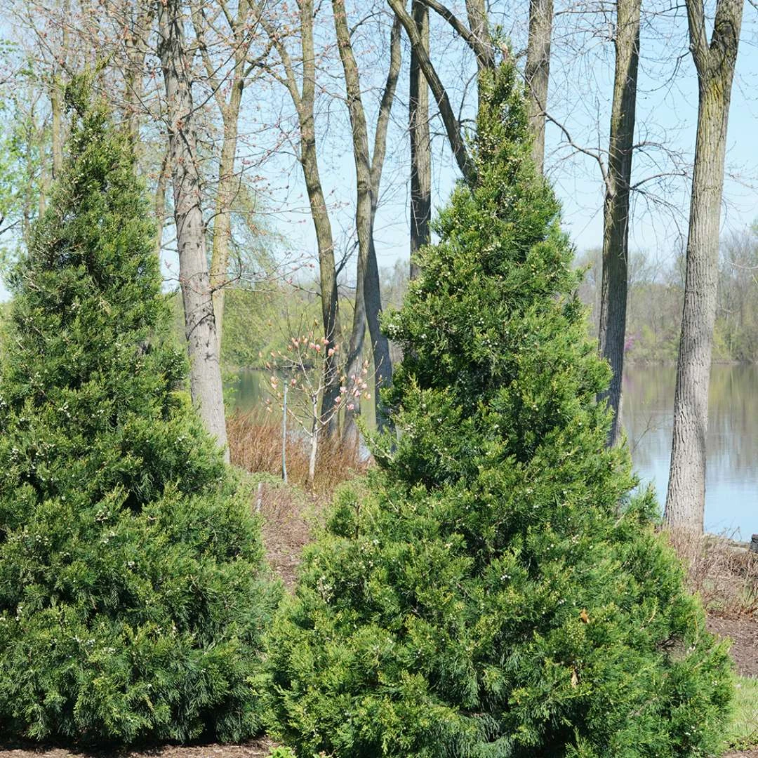 GIN FIZZ® Juniper - Juniperus Chinensis - Proven Winners - 4" Pot 2 GIN FIZZ® Juniper - Juniperus Chinensis - Proven Winners - 4" Pot - Image 2