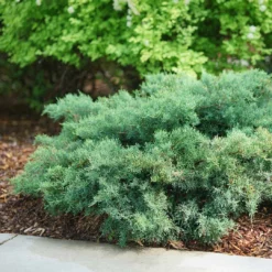 Montana Moss™Juniper - Juniperus Chinensis - Proven Winners - 4" Pot