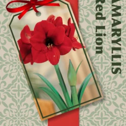 Amaryllis Kit: Red Lion - Gift Box - Large Bulb, Pot And Soil - Netherland -Outlet Buds Grow Store kbx nbh 01979v01 1 01 37851.1666946026