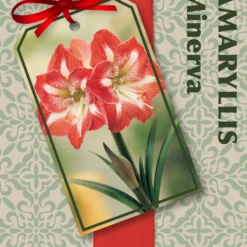 Amaryllis Kit: Minerva + Plastic Pot/Soil/Bulb - Large Bulb 26/28 Cm -Netherland -Outlet Buds Grow Store kbx nbh 01979v03 1 01 44209.1666210459