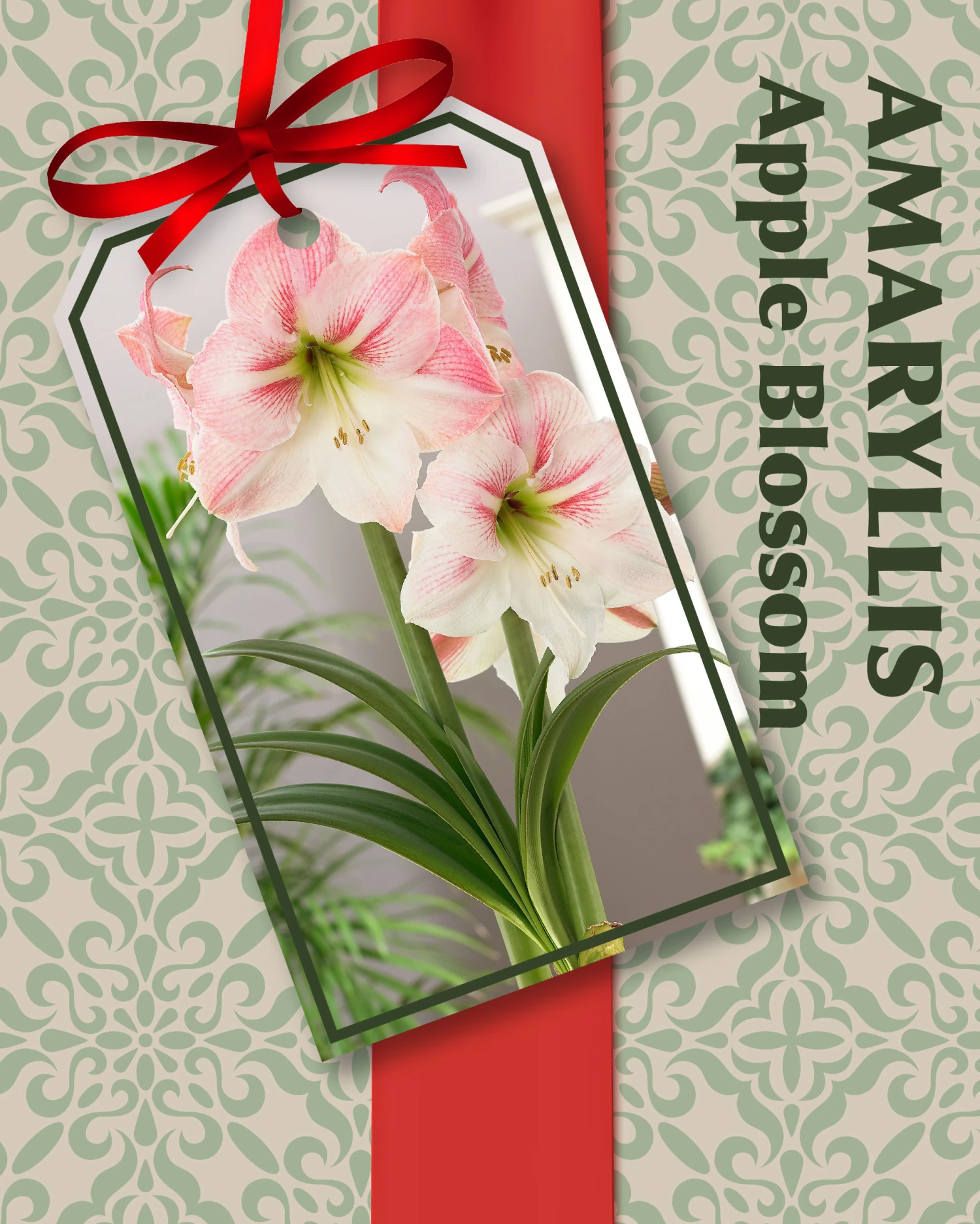 Amaryllis Kit: Apple Blossom + Plastic Pot & Soil - 26/28 Cm Bulb - Netherland 3 Amaryllis Kit: Apple Blossom + Plastic Pot & Soil - 26/28 Cm Bulb - Netherland - Image 3