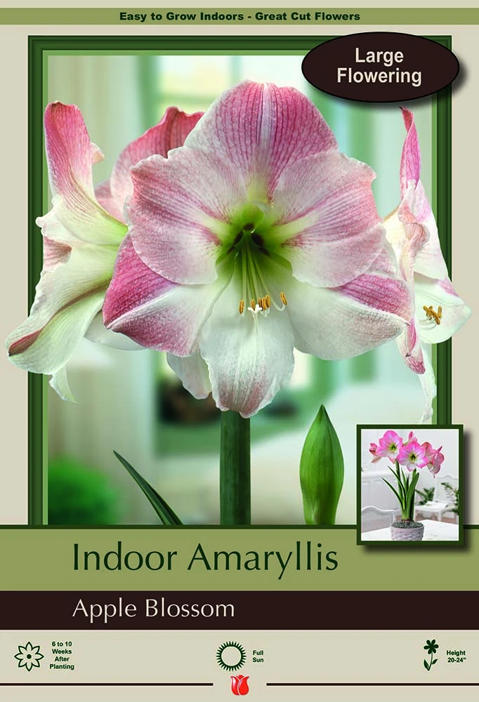 Apple Blossom Giant Dutch Amaryllis Bulb - 34/+cm Bulb 1 Apple Blossom Giant Dutch Amaryllis Bulb - 34/+cm Bulb