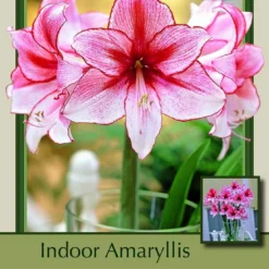 Charisma Giant Amaryllis Large Bulb - 34/+cm Bulb