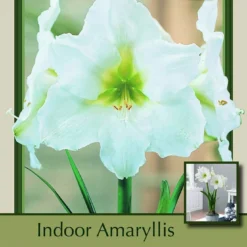 Christmas Gift Giant Hybrid Dutch Amaryllis Bulb - 34/+cm Bulb