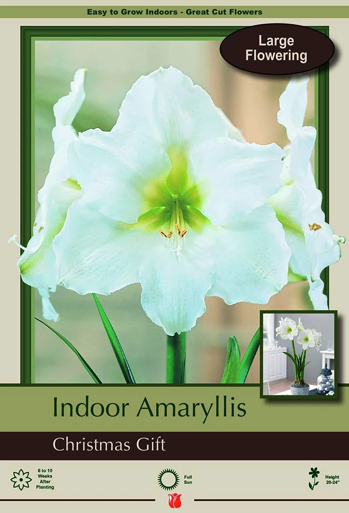 Christmas Gift Giant Hybrid Dutch Amaryllis Bulb - 34/+cm Bulb 1 Christmas Gift Giant Hybrid Dutch Amaryllis Bulb - 34/+cm Bulb