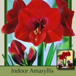 Ferrari Giant Dutch Amaryllis - Large Deep Red - 34/+ Cm Bulb