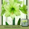 Lemon Star Amaryllis - Lemon Yellow - 32/34 Cm Bulb - Immediate Shipping