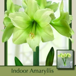 Lemon Star Amaryllis - Lemon Yellow - 32/34 Cm Bulb - Immediate Shipping