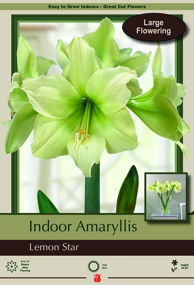 Lemon Star Amaryllis - Lemon Yellow - 32/34 Cm Bulb - Immediate Shipping 1 Lemon Star Amaryllis - Lemon Yellow - 32/34 Cm Bulb - Immediate Shipping