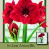 Magnum Dutch Amaryllis Bulb - Deep Red, Huge Blooms - 32/34 Cm Bulb