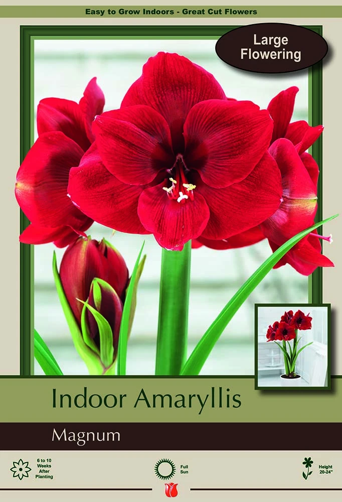 Magnum Dutch Amaryllis Bulb - Deep Red, Huge Blooms - 32/34 Cm Bulb 1 Magnum Dutch Amaryllis Bulb - Deep Red, Huge Blooms - 32/34 Cm Bulb