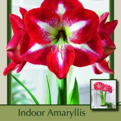 Monte Carlo Amaryllis - Large Flowering - 34/+ Cm Bulb