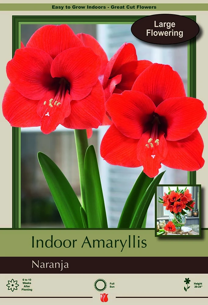 Naranja Amaryllis Bulb - Large Flowering - 34/+ Cm Bulb 1 Naranja Amaryllis Bulb - Large Flowering - 34/+ Cm Bulb