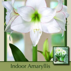 Picotee Amaryllis Bulb 30/32cm - Immediate Shipping/Holiday Blooms