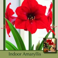 Red Lion Giant Dutch Amaryllis Bulb - 34/+cm Bulb
