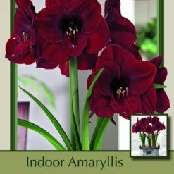 Red Pearl Amaryllis - 32/34cm Large Bulb - Immediate Shipping/Holiday Blooms