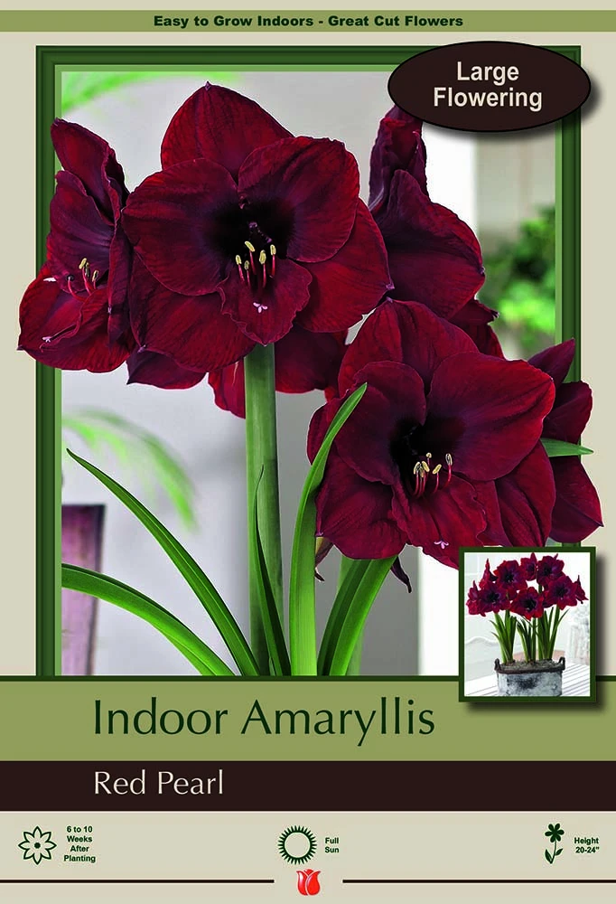 Red Pearl Amaryllis - 32/34cm Large Bulb - Immediate Shipping/Holiday Blooms 1 Red Pearl Amaryllis - 32/34cm Large Bulb - Immediate Shipping/Holiday Blooms