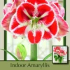 Samba Giant Dutch Amaryllis - Red & White Bicolor - 34/+cm Bulb