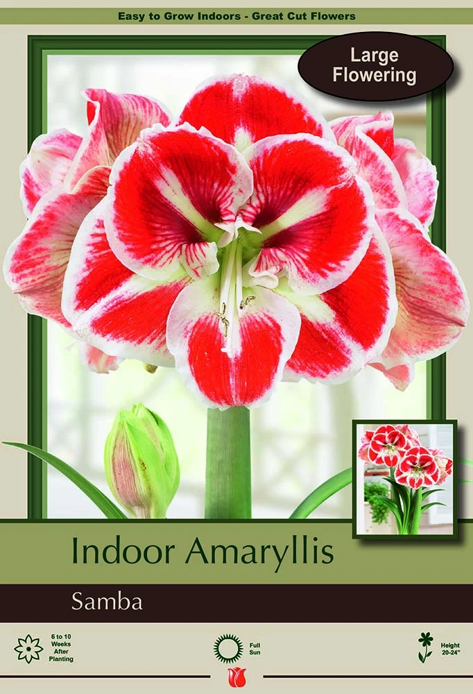 Samba Giant Dutch Amaryllis - Red & White Bicolor - 34/+cm Bulb 1 Samba Giant Dutch Amaryllis - Red & White Bicolor - 34/+cm Bulb