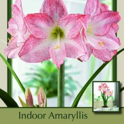Spotlight Dutch Amaryllis Bulb - 30/32cm Bulb