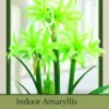 Rare Evergreen Amaryllis Bulb - Apple Green - 24/26 Cm Bulb
