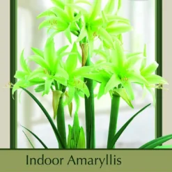 Rare Evergreen Amaryllis Bulb - Apple Green - 24/26 Cm Bulb