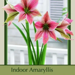 Exotic Star Amaryllis - Orchid-Like Flowers - 26/+ Cm Bulb