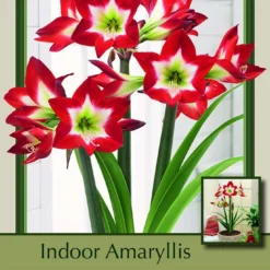 Full House Amaryllis - Exotic - Easy To Grow! - 26/+ Cm Bulb