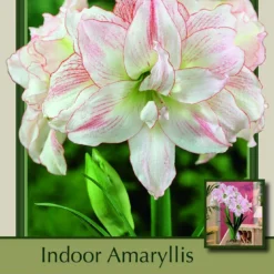 Aphrodite Double Amaryllis - Double Flower - Large Bulb