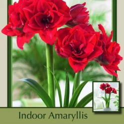 Cherry Nymph Amaryllis Bulb - 34/+cm Bulb - Double Red