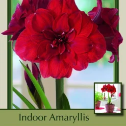 Giant Dutch Double Amaryllis Double Dragon - 34/36 Cm Bulb