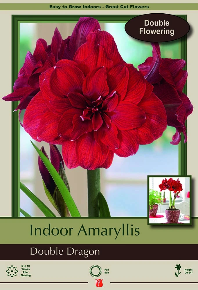 Giant Dutch Double Amaryllis Double Dragon - 34/36 Cm Bulb 1 Giant Dutch Double Amaryllis Double Dragon - 34/36 Cm Bulb